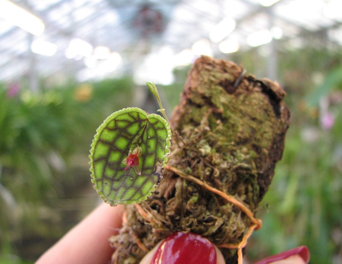 Lepanthes calodictyon.JPG