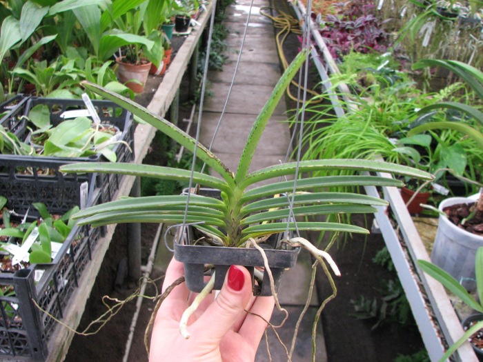 Ascocentrum miniatum.JPG