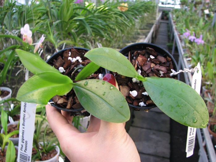 Phalaenopsis gigantea x Brother Ambo Passion.JPG