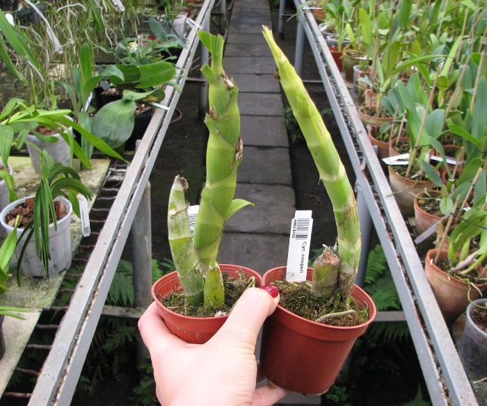 Cycnoches cooperi.JPG