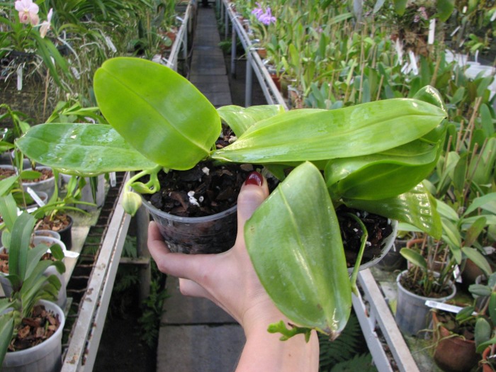 Phalaenopsis amboinensis var. flavida.JPG