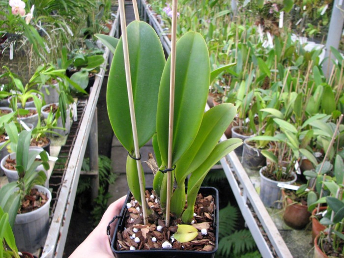 Brassolaeliocattleya Lucky Strike x Brassolaeliocattleya Golf Pink.JPG