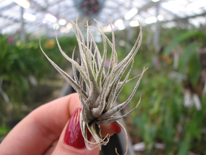 Tillandsia ehlersiana.JPG