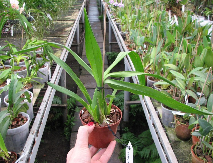 Oncidium Gower Ramsey 'Lemon Heart'.JPG
