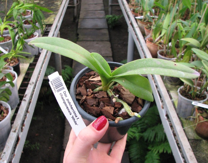 Doritis pulcherrima f. champorensis 'White'.JPG