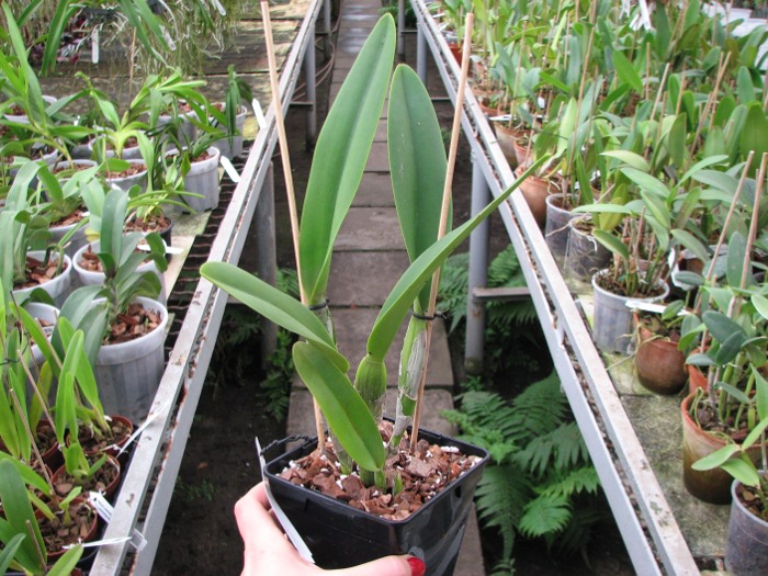 Cattleya Moscombe x Brassolaeliocattleya Ports of Paradise 'Emerald Isle' x Brassavola digbyana 'Mr. Pig'.JPG