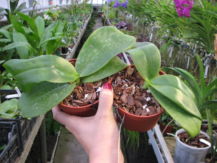 Phalaenopsis Mok Choi Yew (gigantea x violacea).JPG