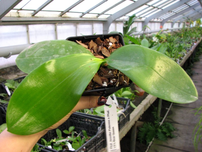 Phalaenopsis Jennifer Palermo x Phalaenopsis LD's Bear Queen.JPG