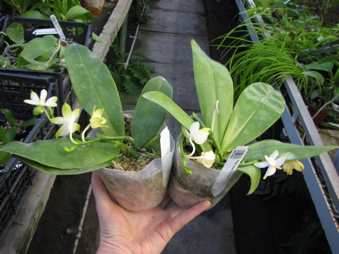 Phalaenopsis violacea alba.JPG