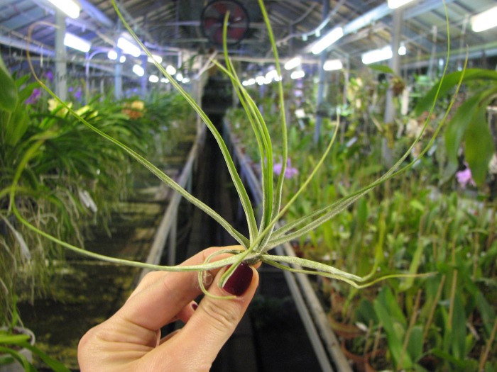 Tillandsia schiedeana.JPG