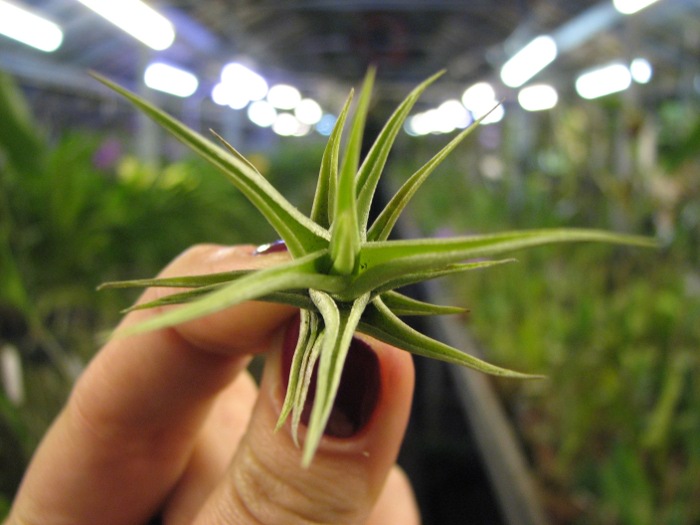 Tillandsia bergeri (small form).JPG