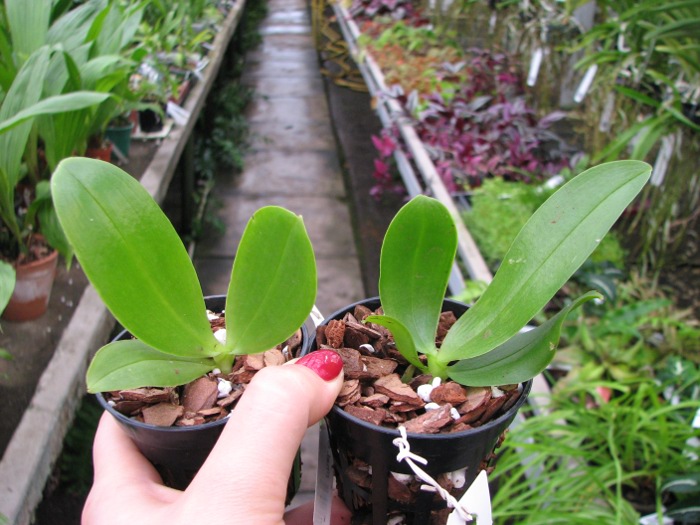 Phalaenopsis Orchid World.JPG