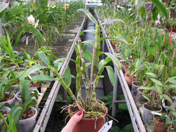 Dendrobium Red Emperor 'Prince'.JPG