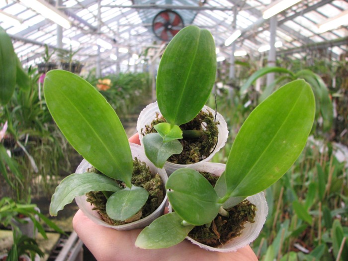 Phalaenopsis Dragon Tree Eagle 'DT168'.JPG