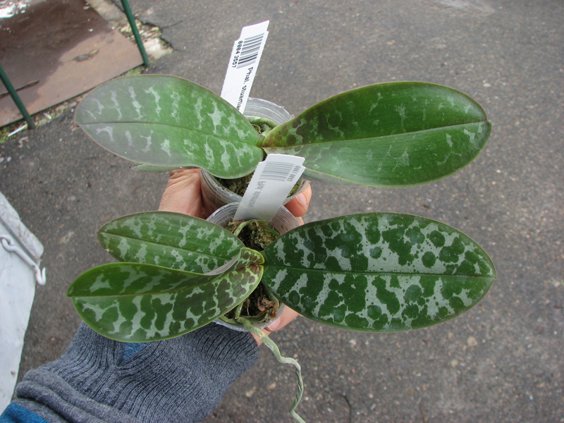 Phalaenopsis stuartiana (green x yellow).jpg
