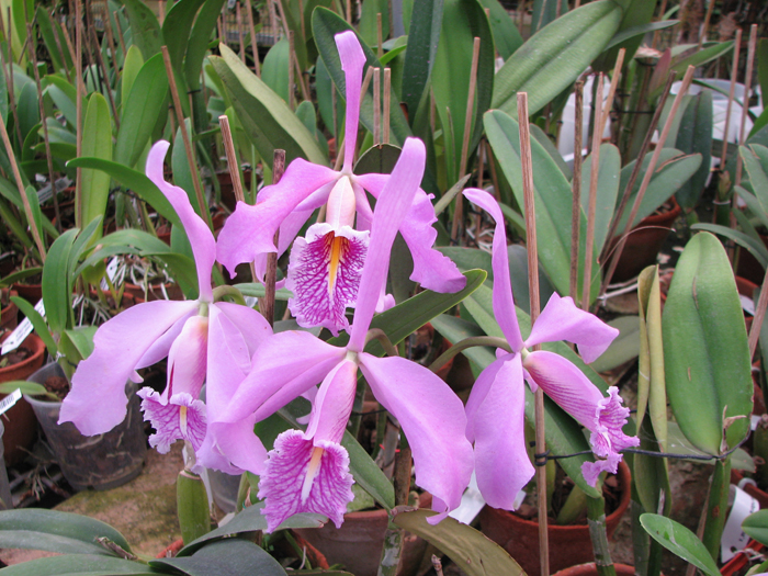 Cattleya maxima.jpg