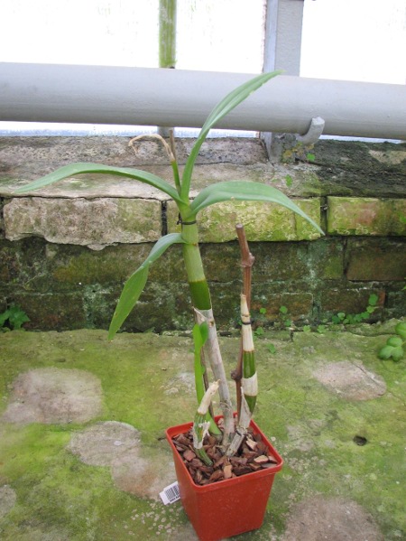 Dendrobium Red Bull.JPG