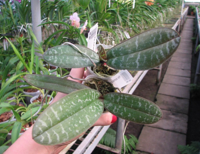 Phalaenopsis stuartiana (green x yellow).JPG