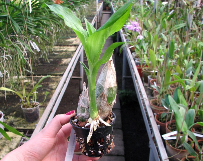 Catasetum (pileatum x expansum Dark).JPG