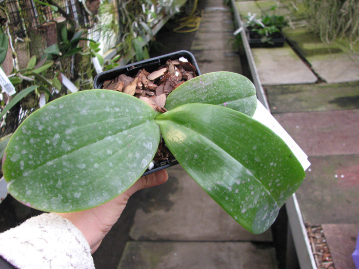 Phalaenopsis violacea 'Blue Malaysia' x gigantea.jpg