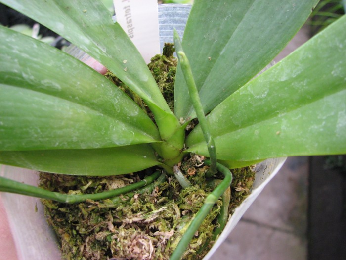 Phalaenopsis tetraspis.JPG