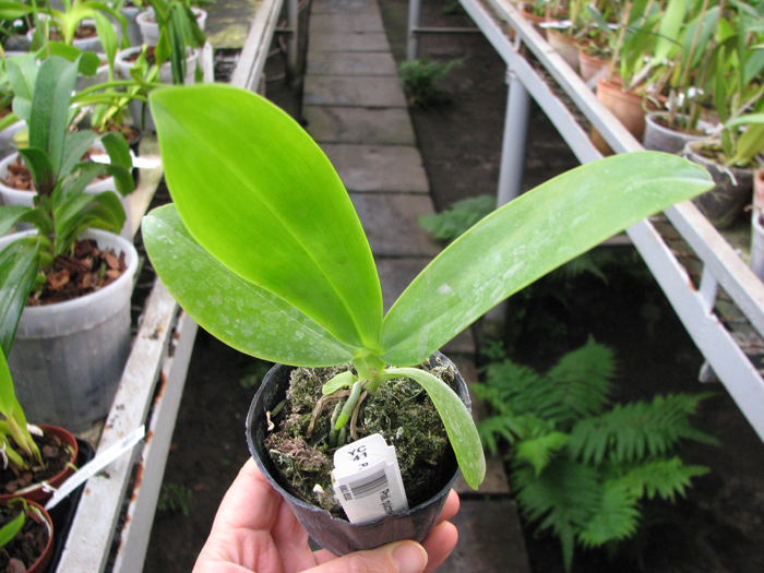 Phalaenopsis pulchra.jpg