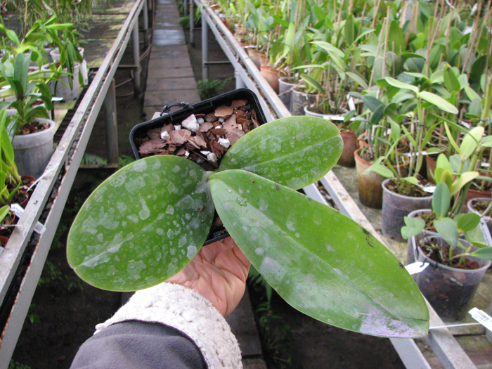 Phalaenopsis violacea 'Blue Malaysia' x gigantea.jpg