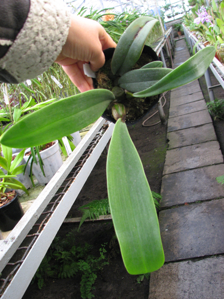 Bulbophyllum phalaenopsis.jpg