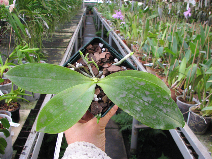Phalaenopsis Penang Girl.jpg
