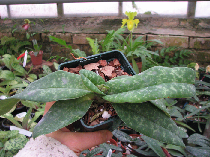 Paphiopedilum concolor.jpg