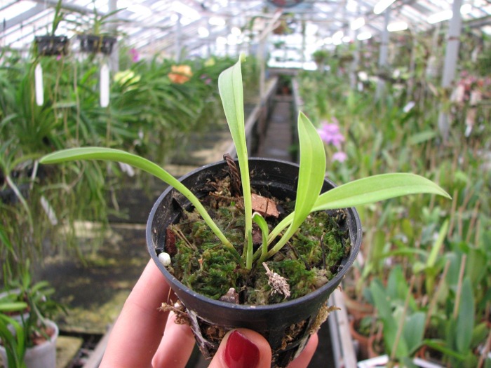 Masdevallia veitchiana.JPG