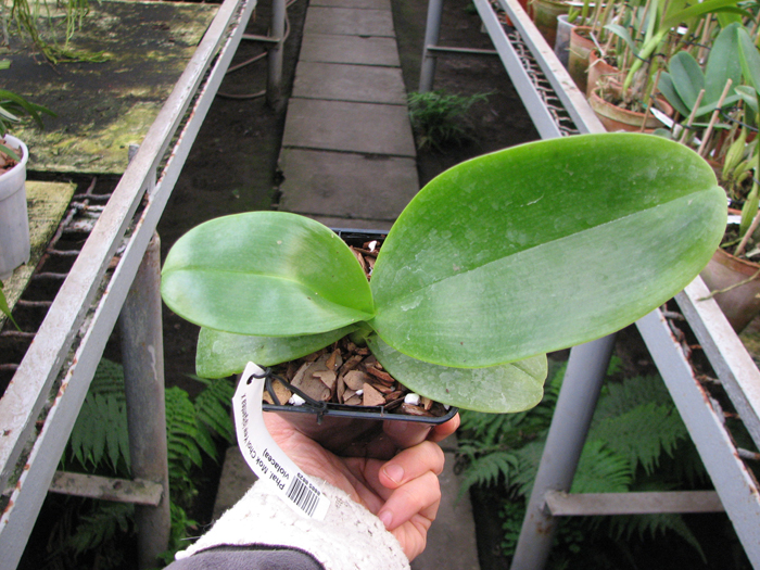 Phalaenopsis Mok Choi Yew (gigantea x violacea).jpg