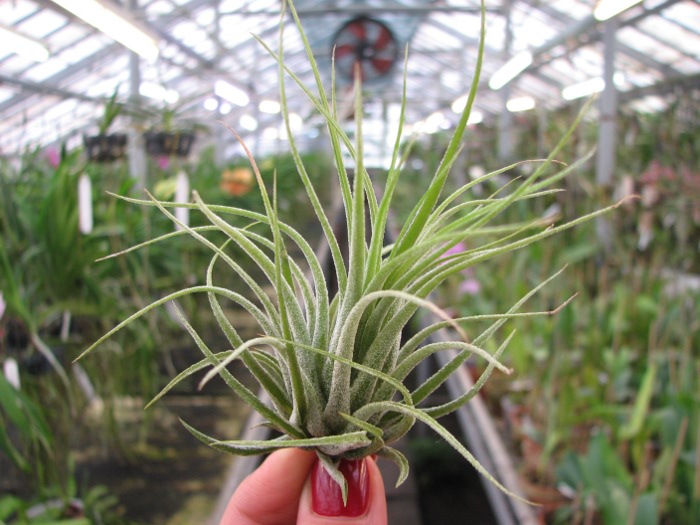 Tillandsia kolbii.JPG