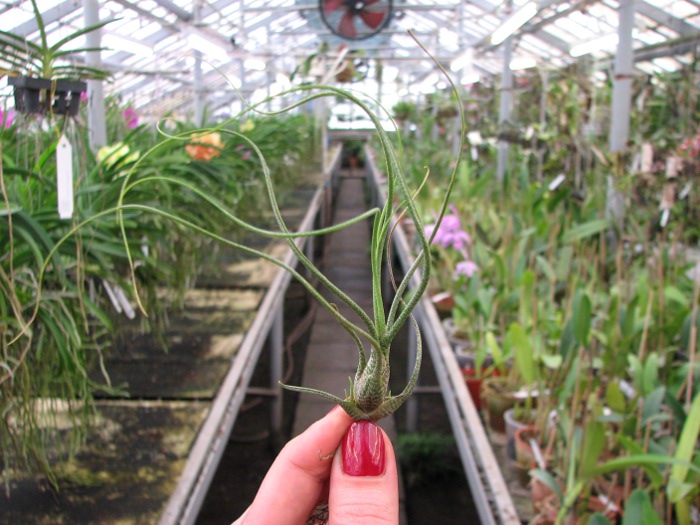 Tillandsia butzii.JPG