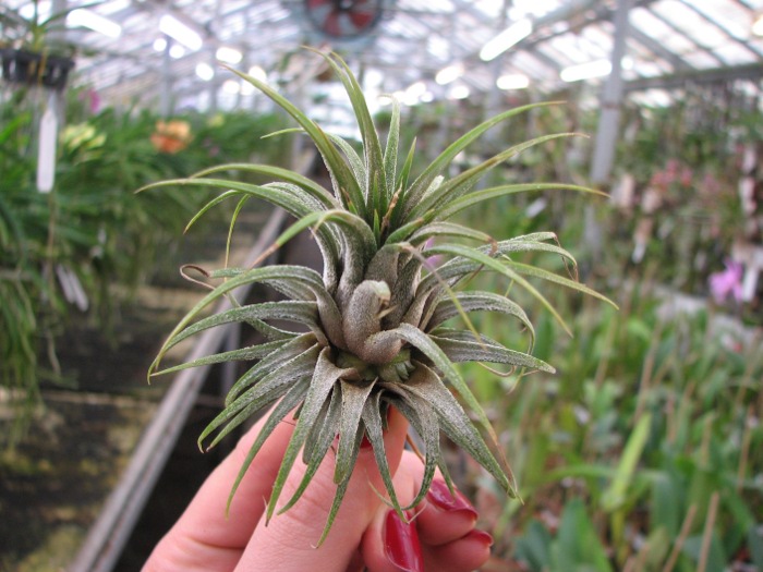 Tillandsia ionantha Guatemala.JPG