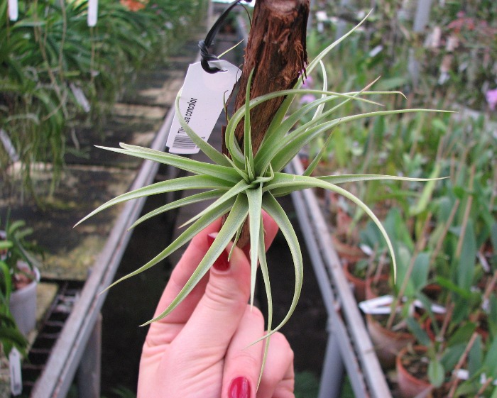 Tillandsia concolor.JPG