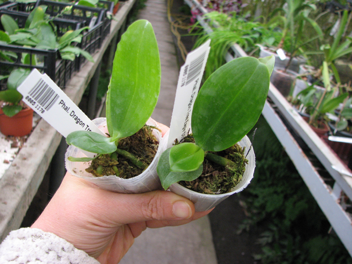 Phalaenopsis Dragon Tree Eagle 'DT168'.jpg