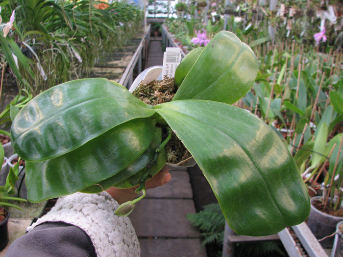 Рhalaenopsis Samera 'Blue'.jpg