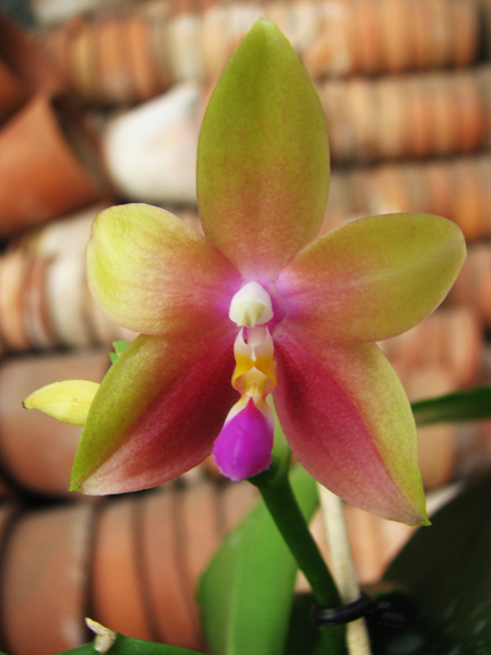 Phalaenopsis Jennifer Palermo (C1 type) x Phalaenopsis LD's Bear Queen.jpg