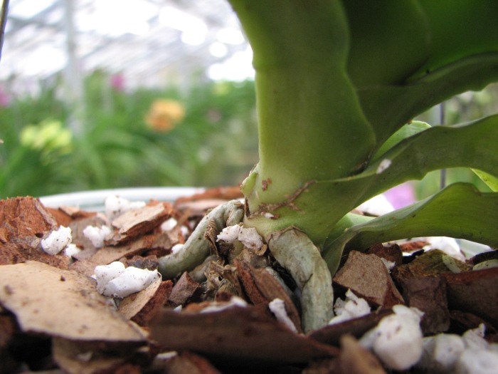 Phalaenopsis Joey (gigantea x lueddemanniana) .JPG