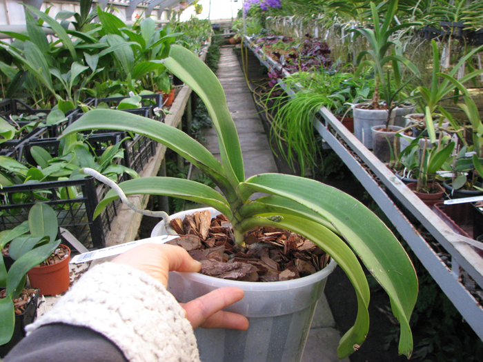 Rhynchostylis gigantea spot.jpg