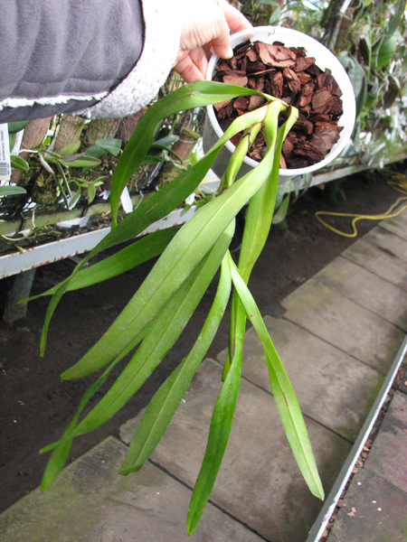 Aerides lawrenciae var sanderiana.jpg