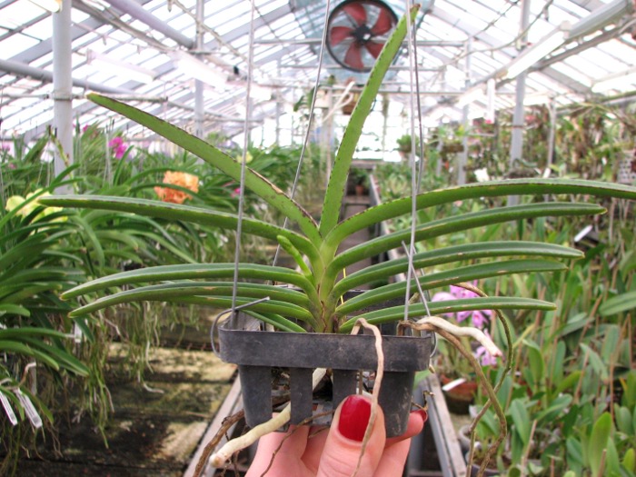 Ascocentrum miniatum.JPG