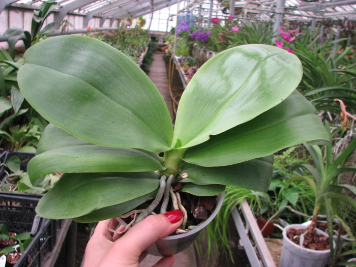 Phalaenopsis Liodoro (Phalaenopsis Deventeriana x Phalaenopsis violacea).JPG