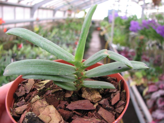 Angraecum equitans.JPG