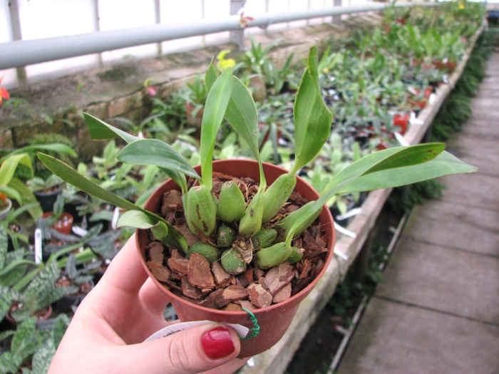 Dendrochilum curanii.JPG