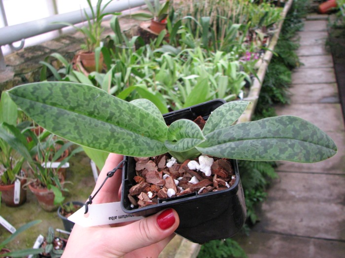 Paphiopedilum venustum alba.JPG