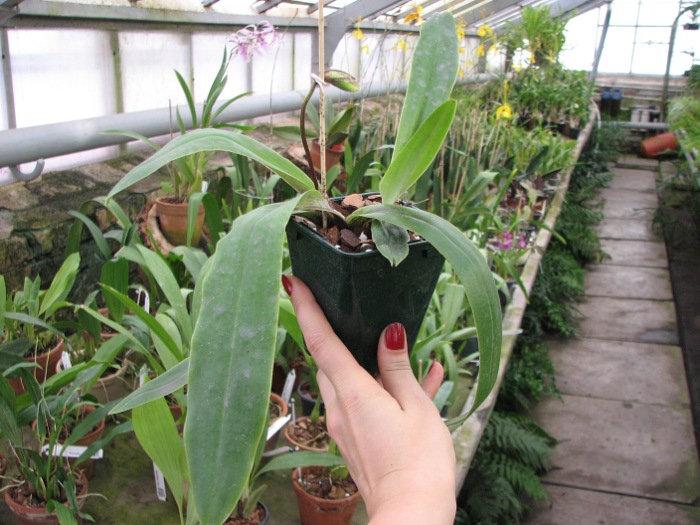 Paphiopedilum spicerianum.JPG