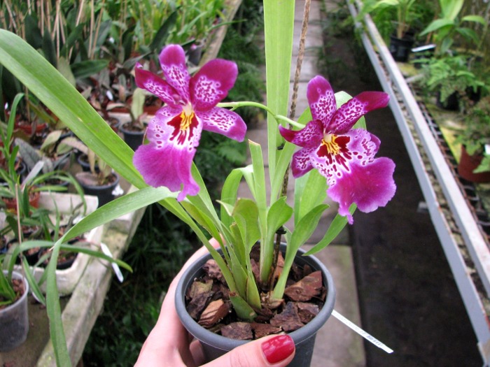 Vuylstekeara Michelle Rehfield 'Pacific Blue Skies'.JPG