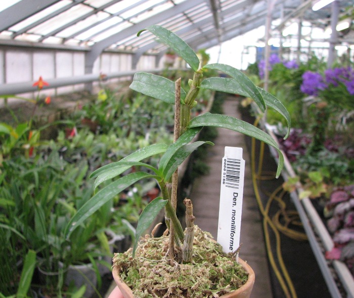 Dendrobium moniliforme Matsushima.JPG